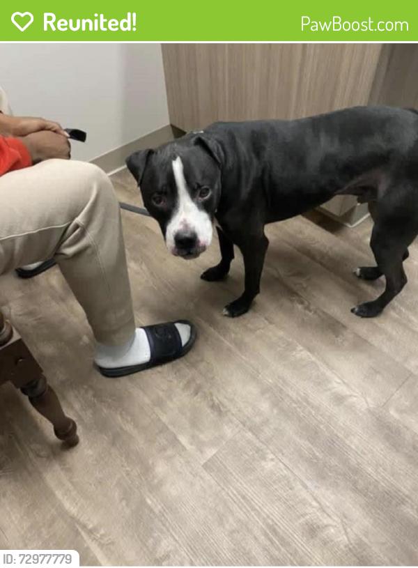 Reunited Male Dog last seen Walnut and Griswold, Elgin, IL 60123