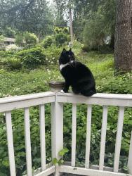 Lost Male Cat last seen Greenwood and ellerwood , Issaquah, WA 98027