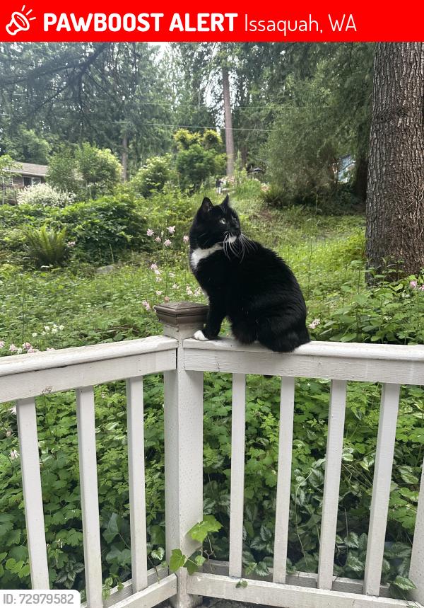 Lost Male Cat last seen Greenwood and ellerwood , Issaquah, WA 98027