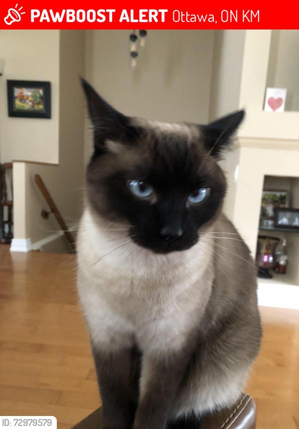 Lost Female Cat last seen Grassyplains Kanata , Ottawa, ON K2M