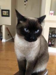 Lost Female Cat last seen Grassyplains Kanata , Ottawa, ON K2M