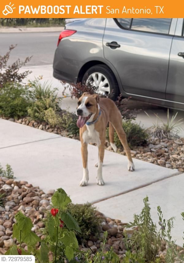 Found/Stray Male Dog last seen Kinder Ranch , San Antonio, TX 78260