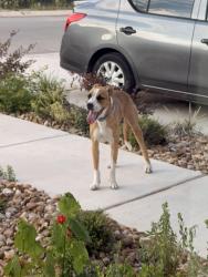 Found/Stray Male Dog last seen Kinder Ranch , San Antonio, TX 78260