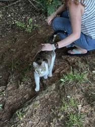 Reunited Female Cat last seen World trail Fitness path and Riding Center Drive, South Riding, VA 20152