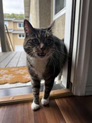 Reunited Unknown Cat last seen Quail Ridge mission and mission gate , Oceanside, CA 92057