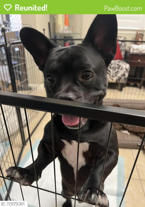 Reunited Male Dog last seen Little Ranch Cir, Oakley, CA 94561, USA, Oakley, CA 94561