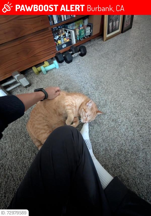 Lost Male Cat last seen Near West Alameda Ave, Burbank, Burbank, CA 91506