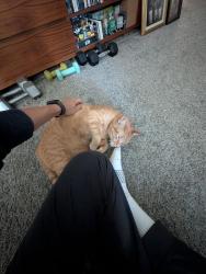 Lost Male Cat last seen Near West Alameda Ave, Burbank, Burbank, CA 91506