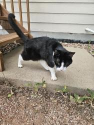 Reunited Unknown Cat last seen 112th & Colorado (Carpenter Park), Thornton, CO 80233