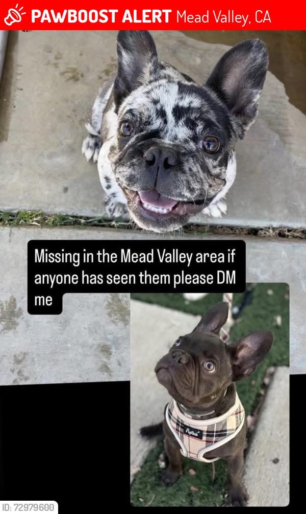 Lost Male Dog last seen Near Carroll St, perris, Mead Valley, CA 92570