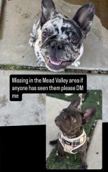 Lost Male Dog last seen Near Carroll St, perris, Mead Valley, CA 92570