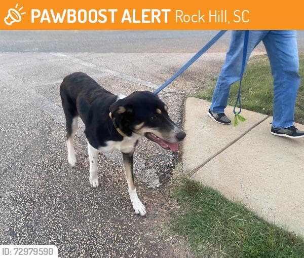 Found/Stray Female Dog last seen Eastview rd, York preparatory academy , Rock Hill, SC 29732