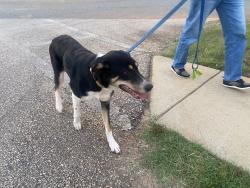 Found/Stray Female Dog last seen Eastview rd, York preparatory academy, Rock Hill, SC 29732