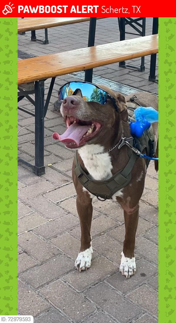 Lost Male Dog last seen Near Clemens high school, Schertz, TX 78154