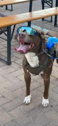 Lost Male Dog last seen Near Clemens high school, Schertz, TX 78154