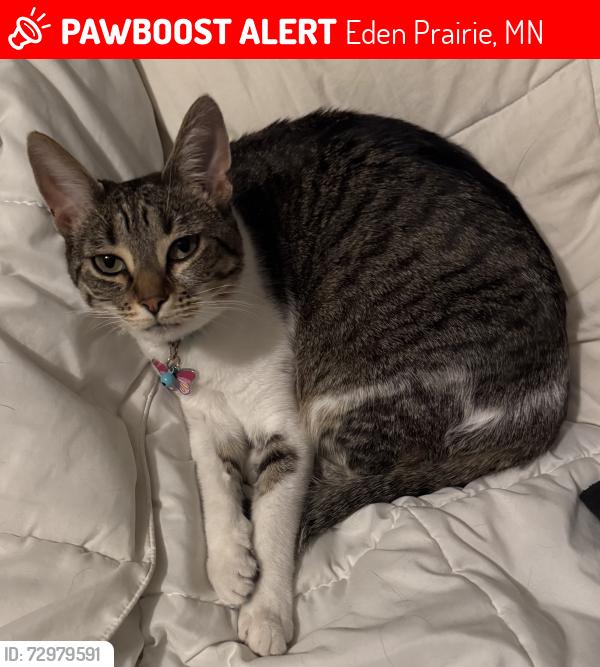 Lost Female Cat last seen Riley Lake , Eden Prairie, MN 55347
