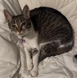 Lost Female Cat last seen Riley Lake , Eden Prairie, MN 55347