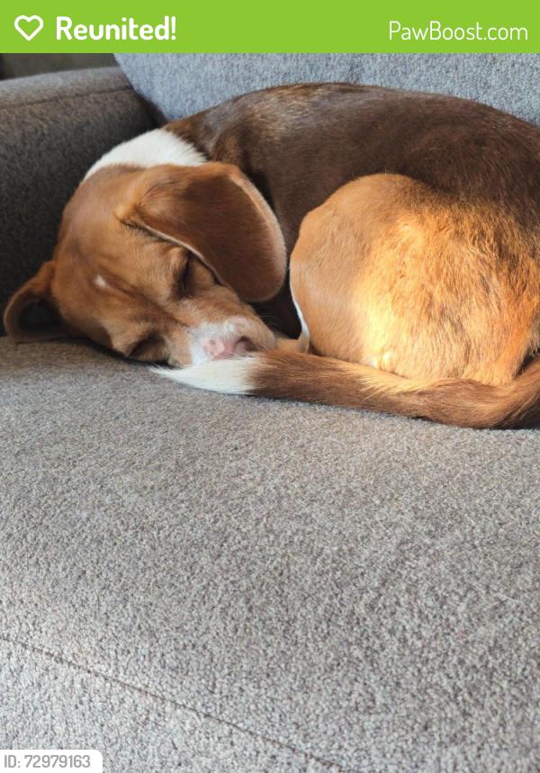 Reunited Male Dog last seen Vandergrift bypass between vandergrift and west Vandergrift , Vandergrift, PA 15690