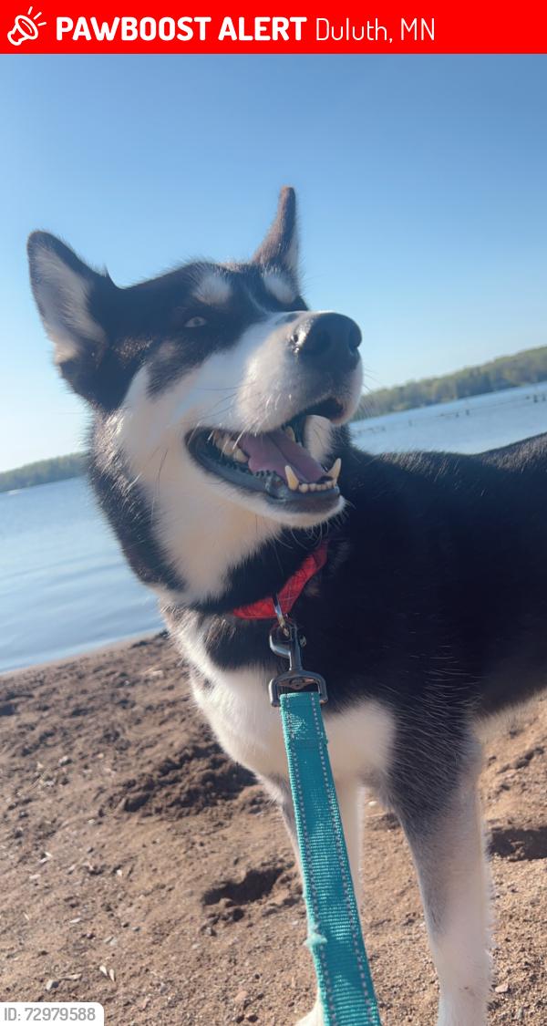 Lost Female Dog last seen Rose Road and Caribou Lake Road Duluth MN, Duluth, MN 55811