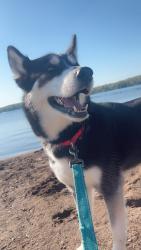 Lost Female Dog last seen Rose Road and Caribou Lake Road Duluth MN, Duluth, MN 55811