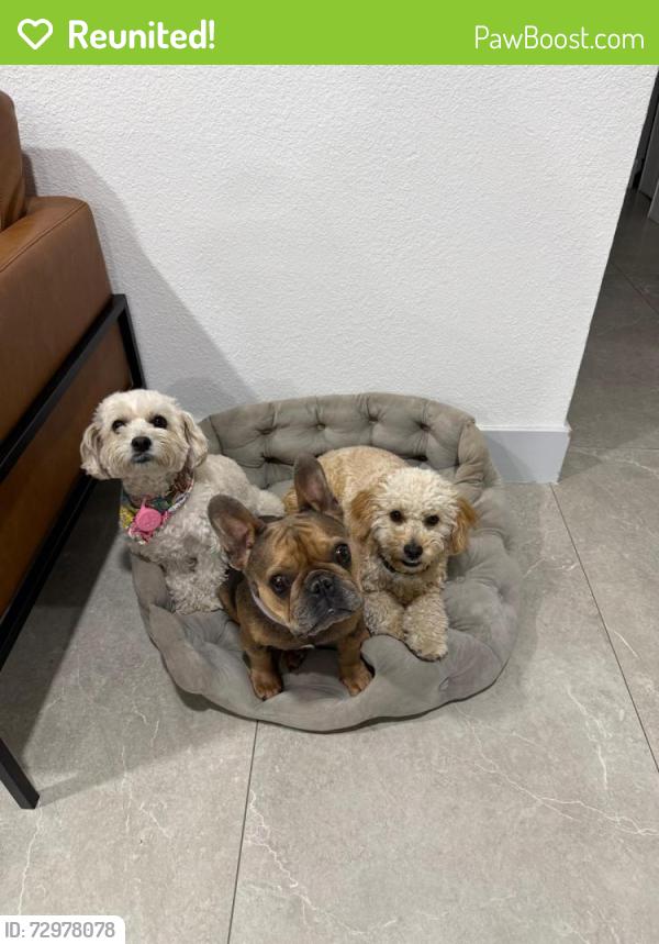 Reunited Female Dog last seen Vegas dr & jones or micheal way & lake mead, Las Vegas, NV 89108