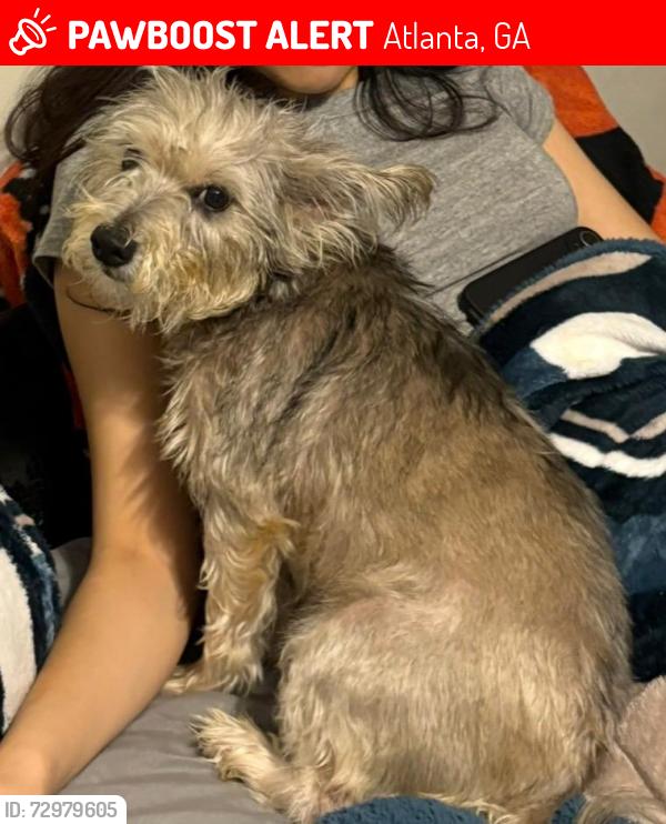 Lost Female Dog last seen Near Connell Ave SW Atlanta, GA  30315 United States, Atlanta, GA 30315
