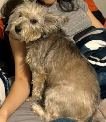 Lost Female Dog last seen Near Connell Ave SW Atlanta, GA  30315 United States, Atlanta, GA 30315