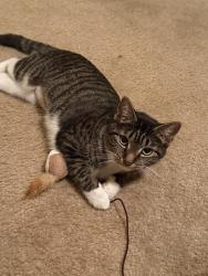 Lost Female Cat last seen Lake Park apmts century Blvd Kernersville , Kernersville, NC 27284