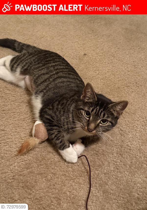 Lost Female Cat last seen Lake Park apmts century Blvd Kernersville , Kernersville, NC 27284
