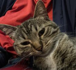 Lost Female Cat last seen South and oak ave, Freeport, IL 61032