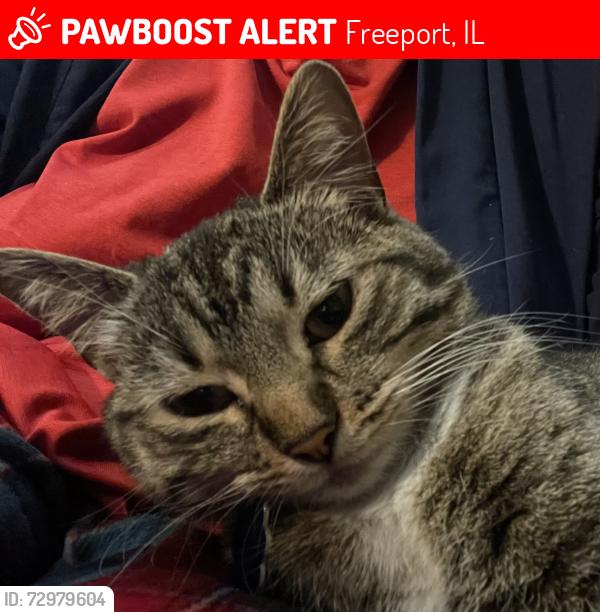 Lost Female Cat last seen South and oak ave, Freeport, IL 61032