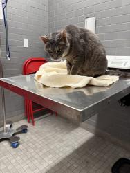 Reunited Female Cat last seen Near Mac Duee Ct, San Jose, CA 95121, USA, San Jose, CA 95121