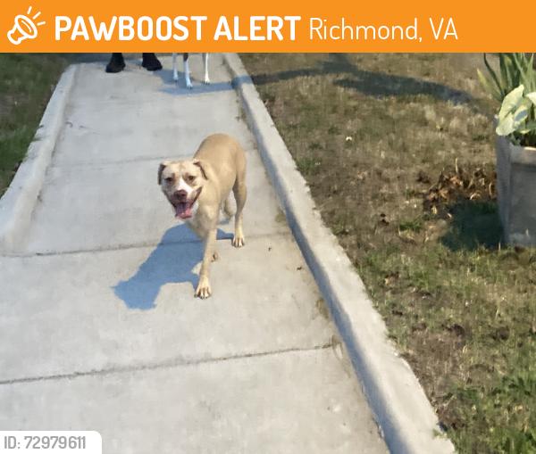 Found/Stray Female Dog last seen Crawford, Richmond, VA 23222