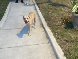 Found/Stray Female Dog last seen Crawford, Richmond, VA 23222