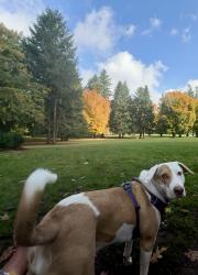 Reunited Female Dog last seen SE Bell and Johnson Creek Ave, Portland OR, Portland, OR 97206