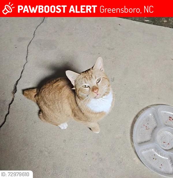Lost Male Cat last seen All Pets Considered Battleground location, Greensboro, NC 27408