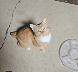 Lost Male Cat last seen All Pets Considered Battleground location, Greensboro, NC 27408