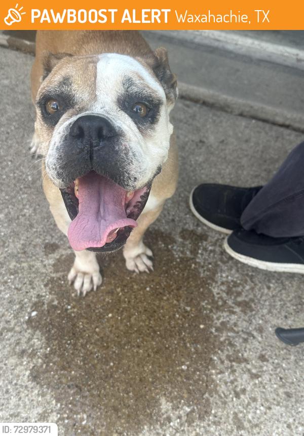 Found/Stray Female Dog last seen Hiwasee rd waxahachie , Waxahachie, TX 75165