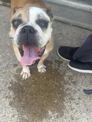 Found/Stray Female Dog last seen Hiwasee rd waxahachie , Waxahachie, TX 75165
