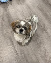 Reunited Male Dog last seen Brynwood rd and Dos Palmas , Victorville, CA 92392