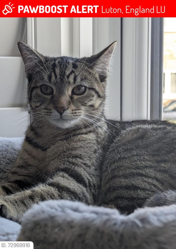 Lost Female Cat last seen Luton hoo memorial park , Luton, England LU1