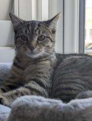 Lost Female Cat last seen Luton hoo memorial park , Luton, England LU1