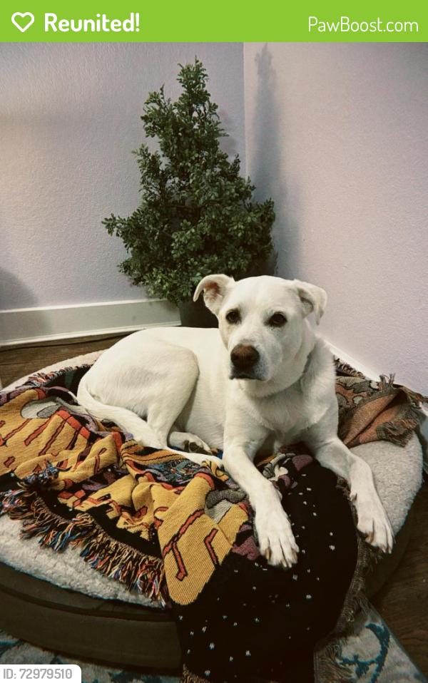 Reunited Male Dog last seen S Delaware St and W Yale Ave , Denver, CO 80223