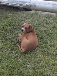 Found/Stray Male Dog last seen 32nd Ct and 62nd St; Martin Luther King Jr. Park, Miami, FL 33142