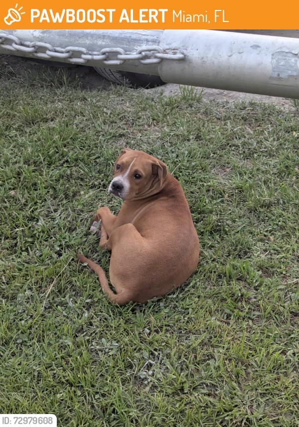 Found/Stray Male Dog last seen 32nd Ct and 62nd St; Martin Luther King Jr. Park, Miami, FL 33142