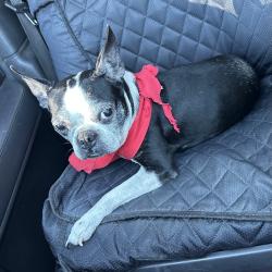 Reunited Female Dog last seen Aroma Dr. & Azusa Ave. , West Covina, CA 91791