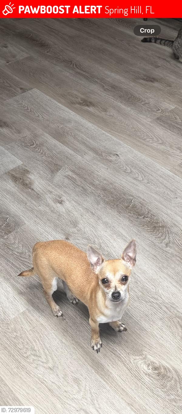 Lost Female Dog last seen Near Birchwood Rd. , Spring Hill, FL 34608