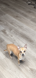 Lost Female Dog last seen Near Birchwood Rd. , Spring Hill, FL 34608