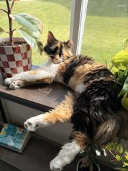 Reunited Female Cat last seen Near Slaney Ln Union KY, Union, KY 41091