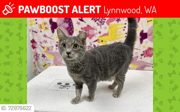 Lost Female Cat last seen Near the and 44th, Lynnwood, WA 98037